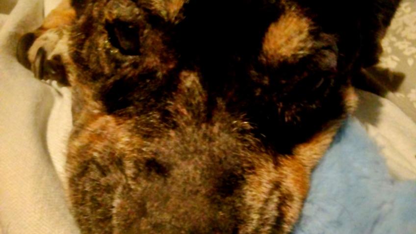 Aurora 's health care- Vet Assistance