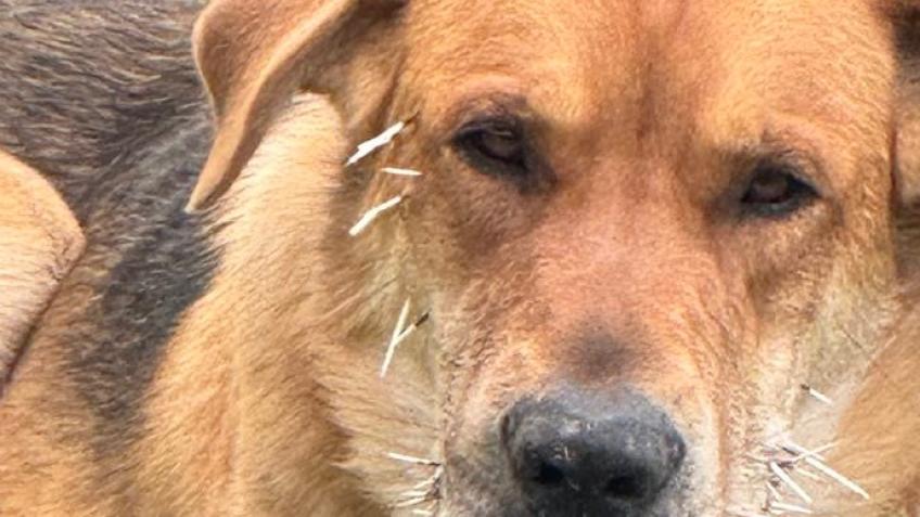 Opie needs to come home