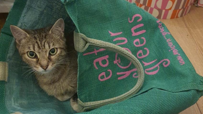 Veterinary care for stray /abandoned kitten