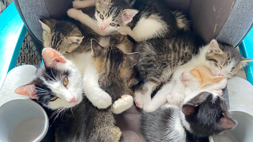 Spays for a herd of Community Cats