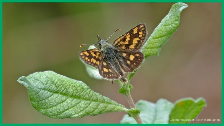 BUTTERFLY CONSERVATION