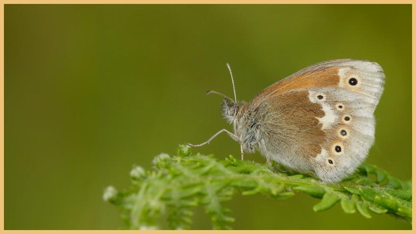 The Large Heath: A peatland specialist