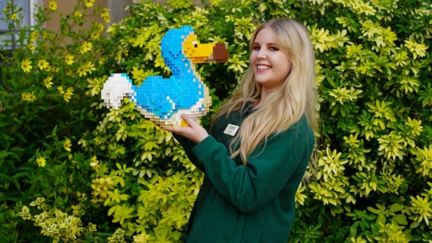 Win an exclusive toy brick dodo