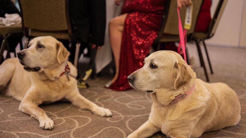 Guid dogs