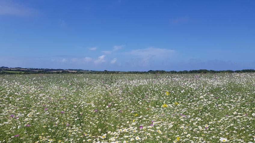 The Skylark Garden - Community Climate Resilience