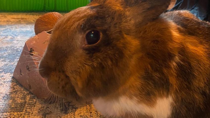 Tully the bunny's vet bills
