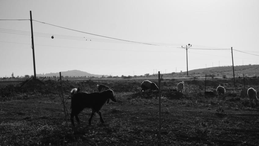 Helping Palestinians Stay on Their Land