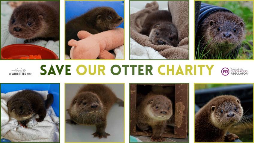 Help Save Our Otter Charity!