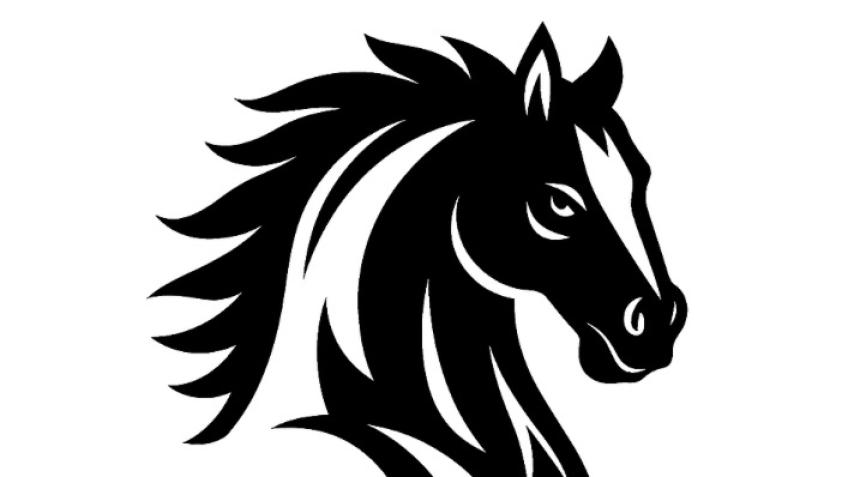 Stallion Fitness - Gym Wear Clothing Brand