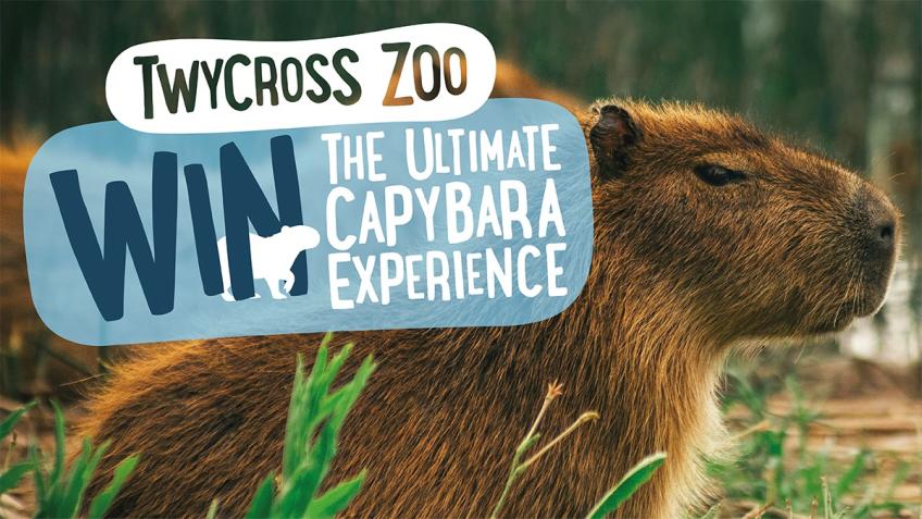 WIN: The First Ultimate Capybara Experience