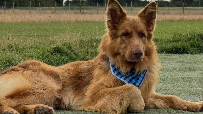 Give a GSD the gift of safety this Christmas...