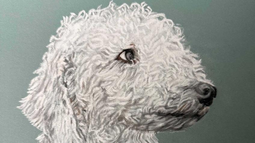 Win an original portrait of your pet