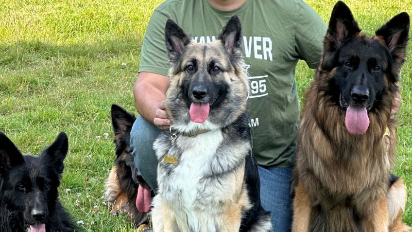 🐾 Urgent Appeal: Help Rehome Our 6 German Shepher