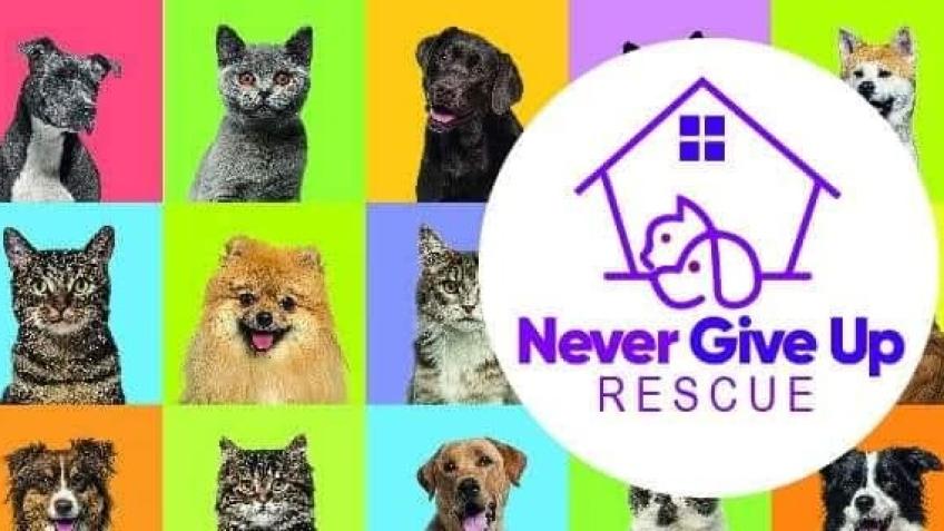 Support Amy to Rescue and Rehome Cats in Hull
