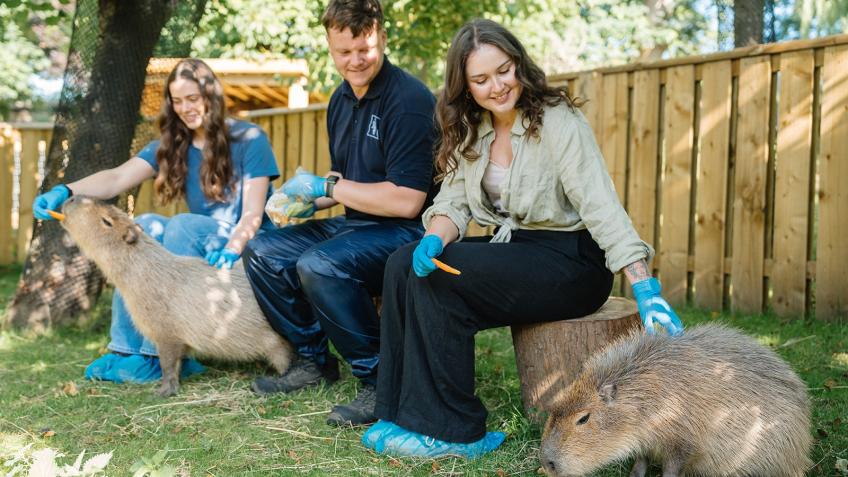 Win one of 12 magical animal encounters!