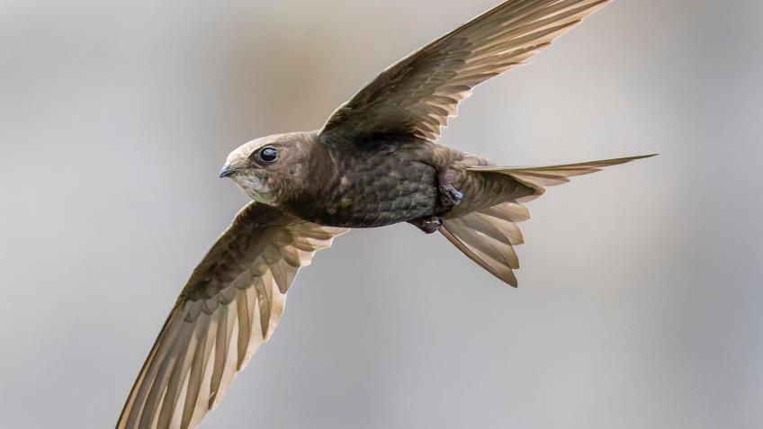 Swift Conservation