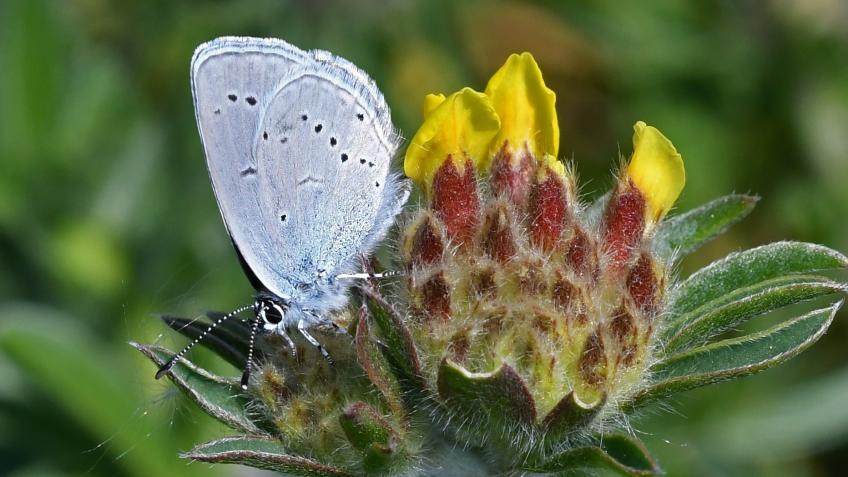 Save the Small Blue at Cwm Tips