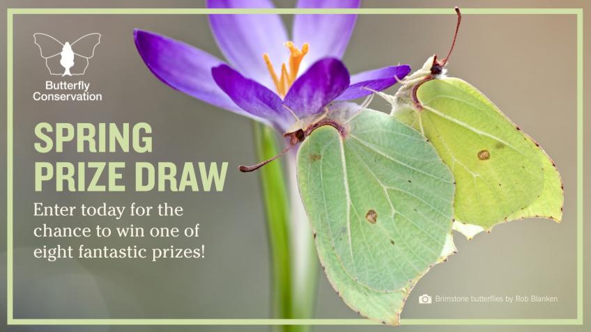 Butterfly Conservation Spring Prize Draw