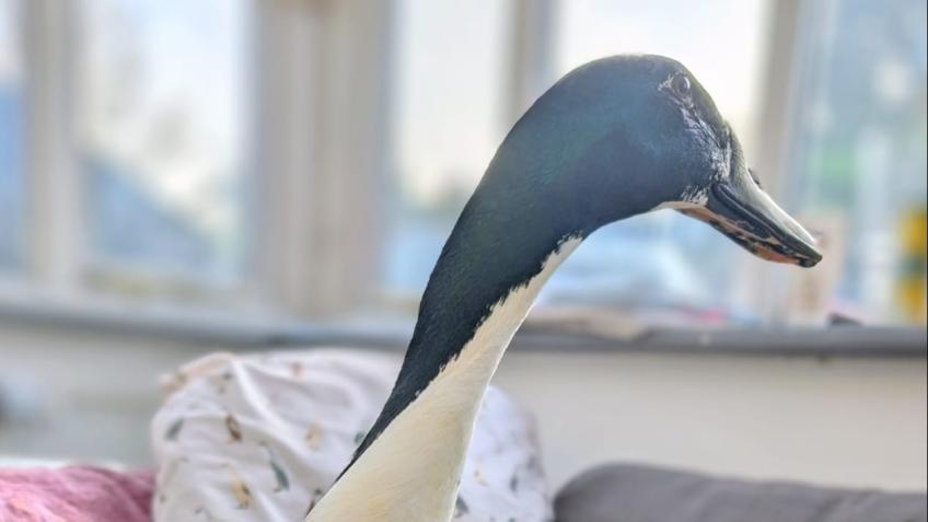 Help Oreo Waddle On 💙 Vet Care for our brave boy