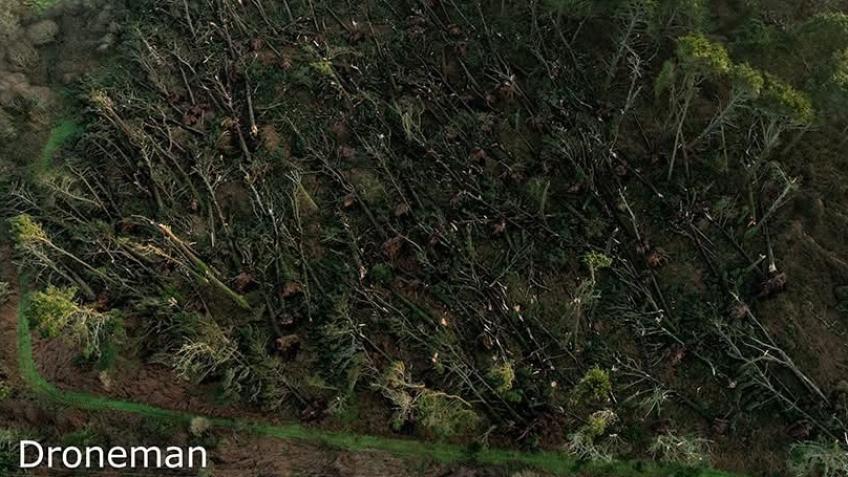 REFOREST CORNWALL AFTER STORM GORETTI