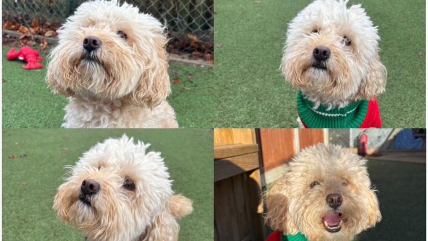 Teddy’s vet treatments
