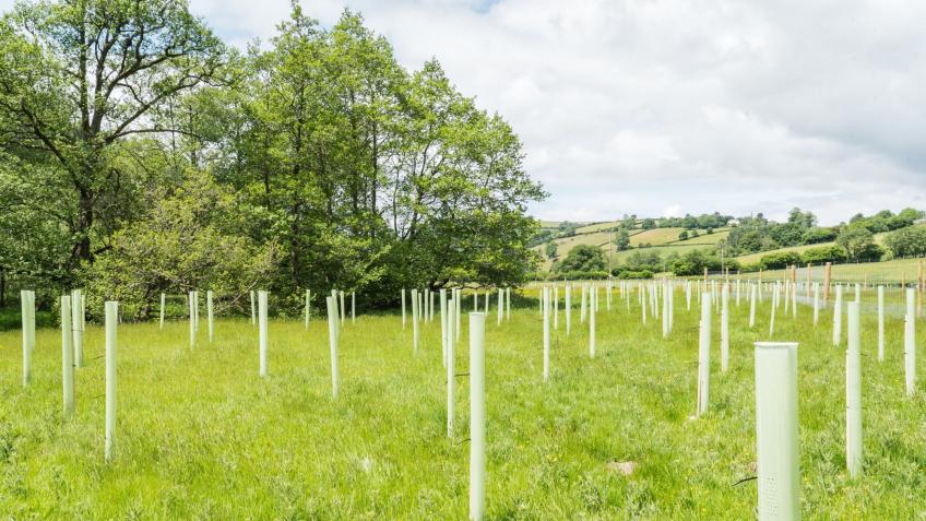 Planting 9,000 trees at Alice Holt Forest