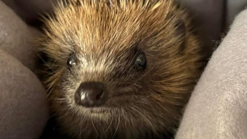 Brightlingsea Hedgehog Highways Rescue