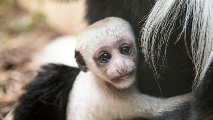 Win a Prize Bundle and Help Colobus Conservation