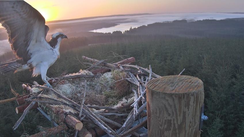 Help the ospreys of Kielder Forest