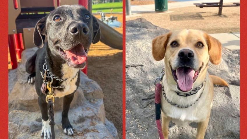 Let’s Get Baxter & Connor More Training