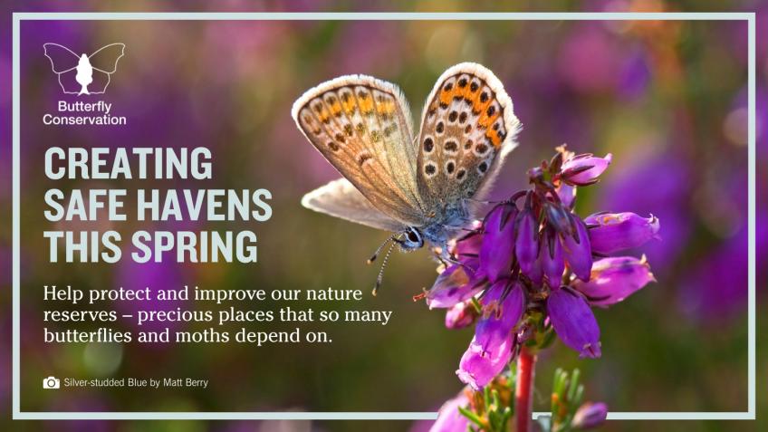 Protect the places butterflies and moths call home