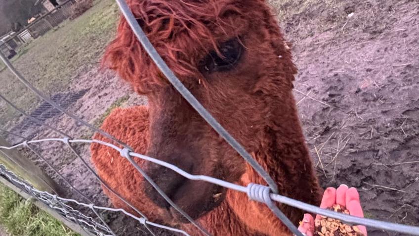 Help Willow at River Bourne Community Farm