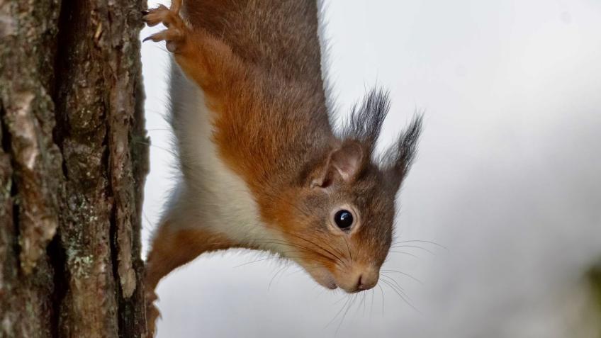 Save Blackford's Community Woodlands