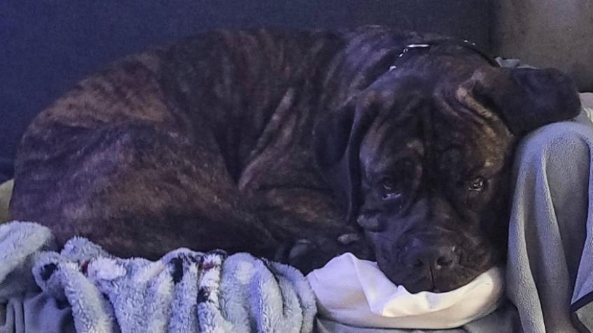 Raising Funds For Hanks Last Months On Earth.