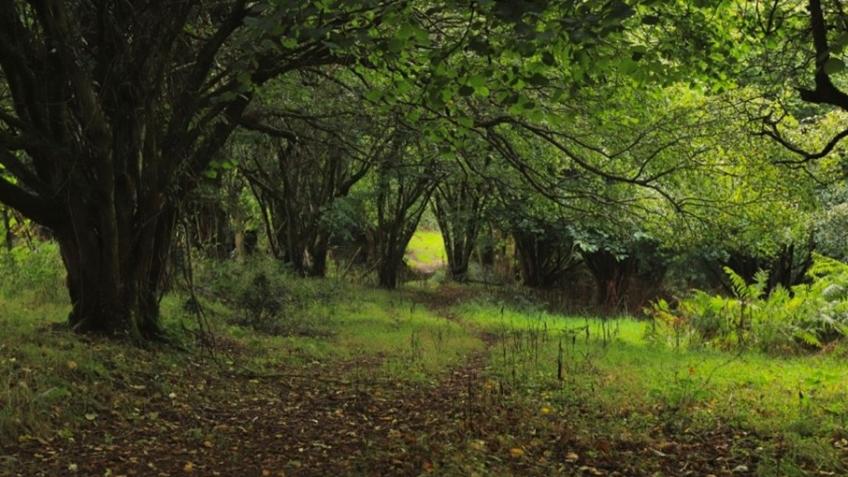 Avill and Porlock Vale Coppice Group Start Up