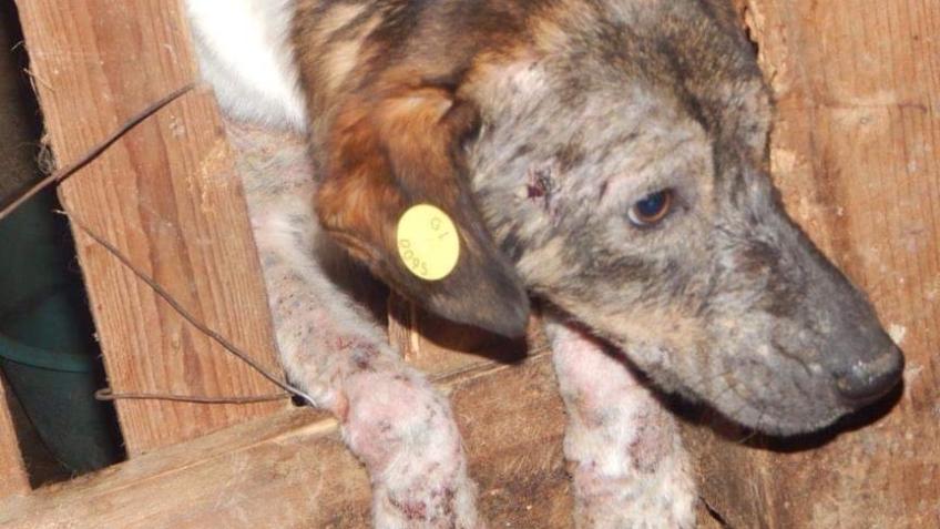 Help Build a Dog Rescue Sanctuary