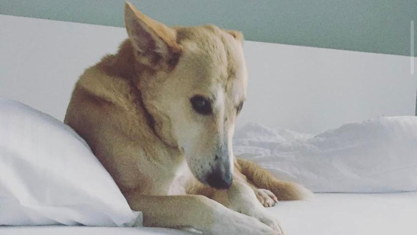 Mars: A Dog’s Journey Across the World