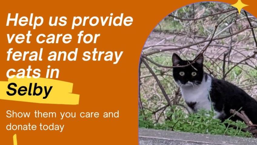 Caring for feral and stray cats in Selby