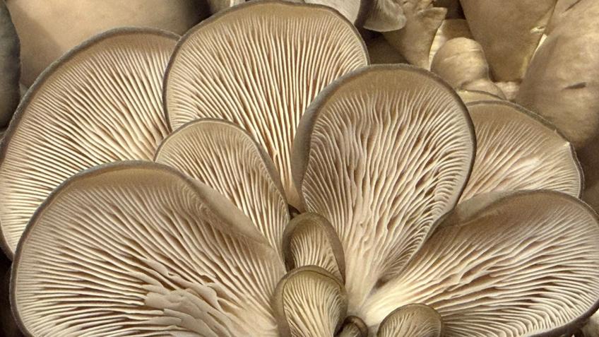 Help expand my mushroom farm! I need to grow more!