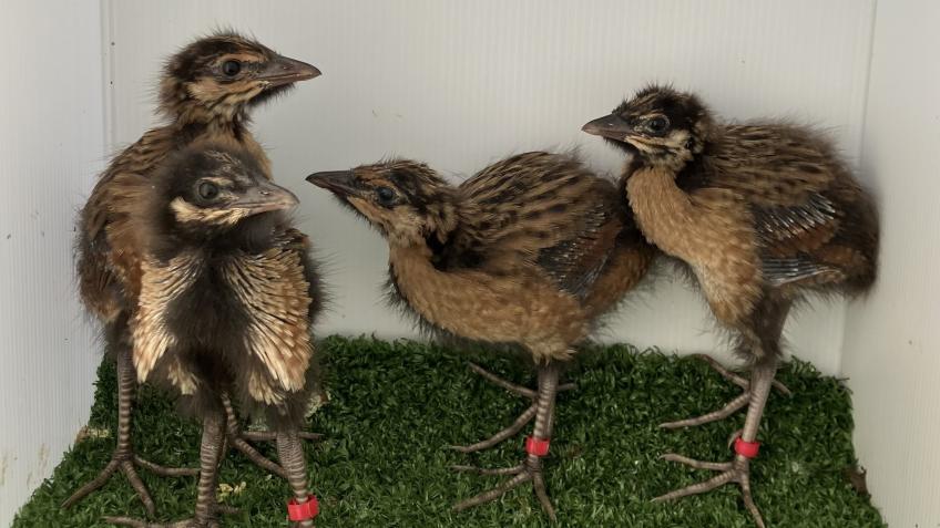 Lower Derwent Valley Corncrake Reintroduction