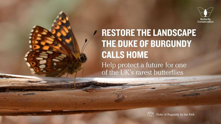 Connecting the Duke Across the Chiltern Hills