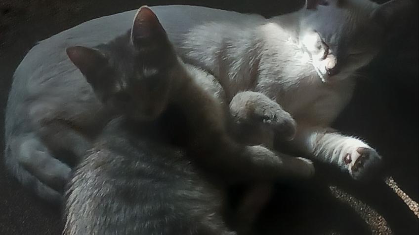 Help save kittens