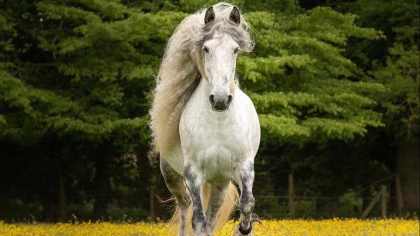 The Bridle Path: Support Beyond the Gate