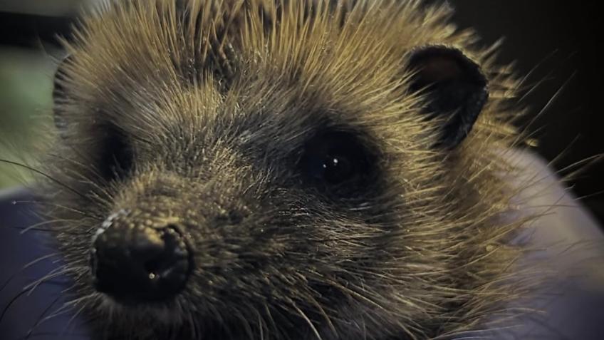Hoglet Hope