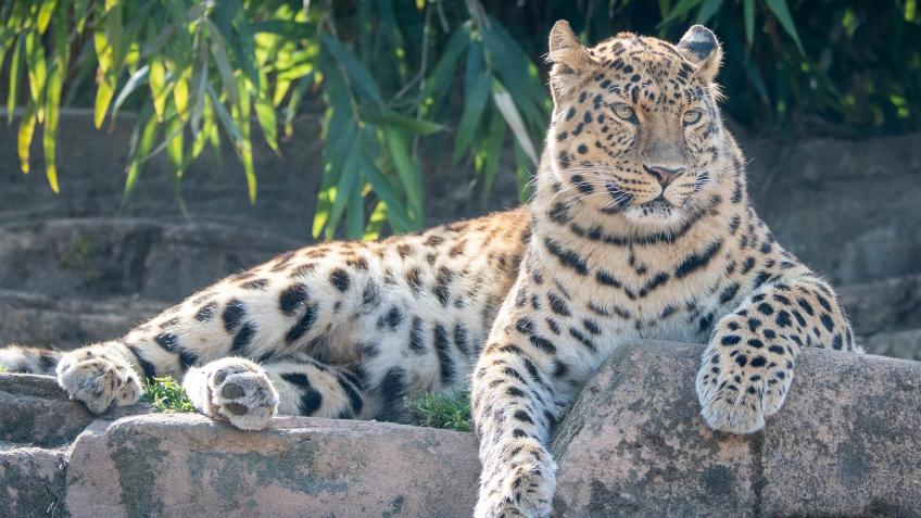 Colchester Zoological Society