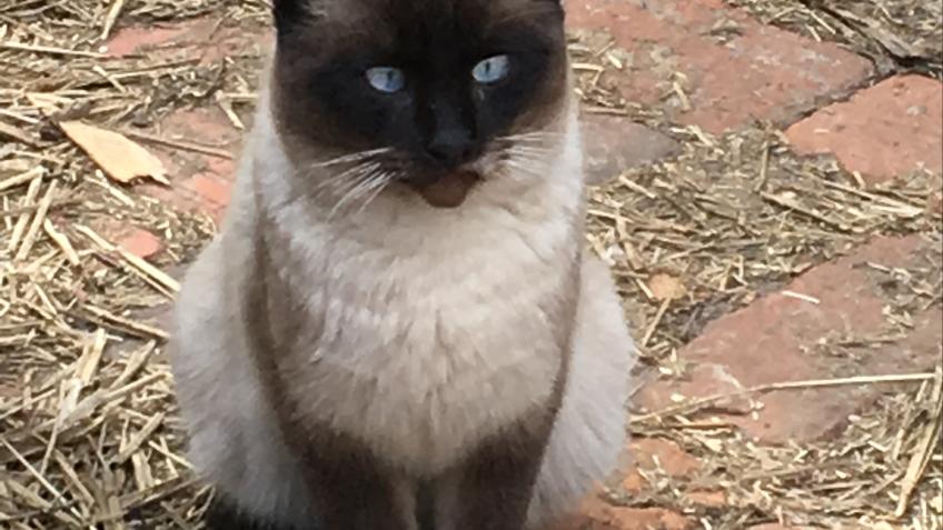 Purrple's Vet Bills