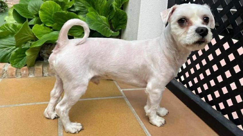 Help us rescue Zeus and give him a home.