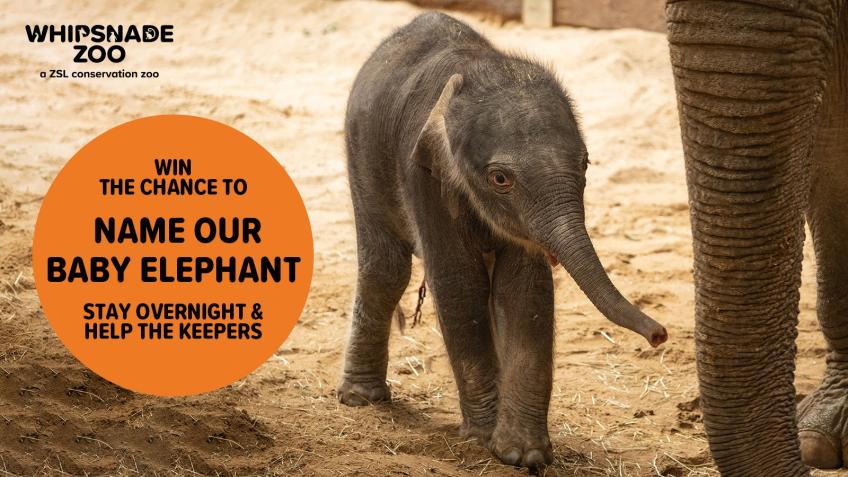 Name and help care for our elephant calf
