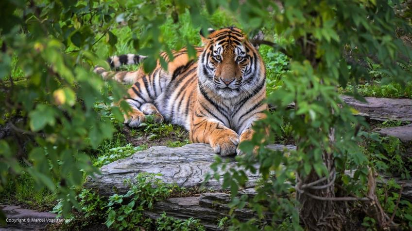 Support the Future of Tigers at Banham Zoo