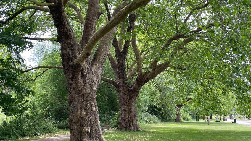 New street trees for Algiers Road